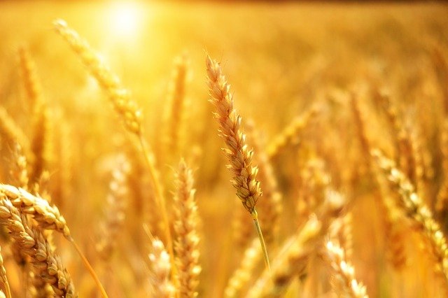 wheat-gf78b20d92_640